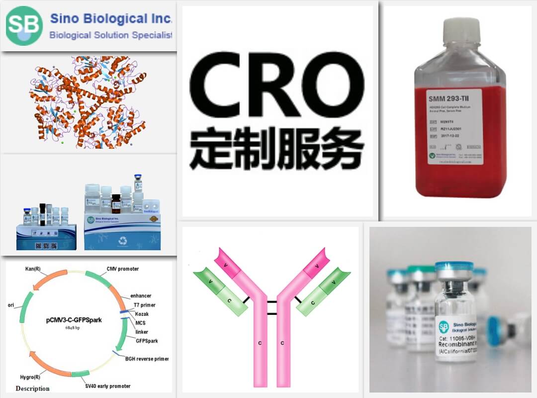 義翹神州北京一級代理商,銷售義翹神州重組蛋白、基因、培養(yǎng)基等