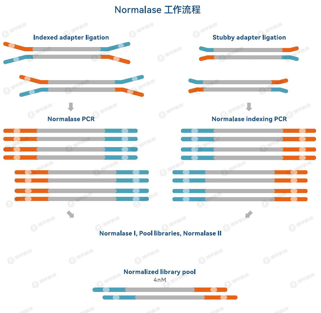 IDT xGen Normalase 文庫(kù)均一化試劑盒的工作流程代理商北京澤平